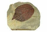 Detailed Fossil Leaf (Celtis) - Montana #269316-1